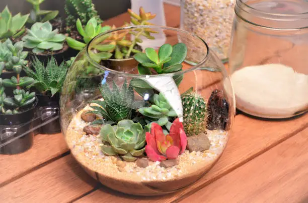The assembly of a step-by-step terrário with succulents and cacti