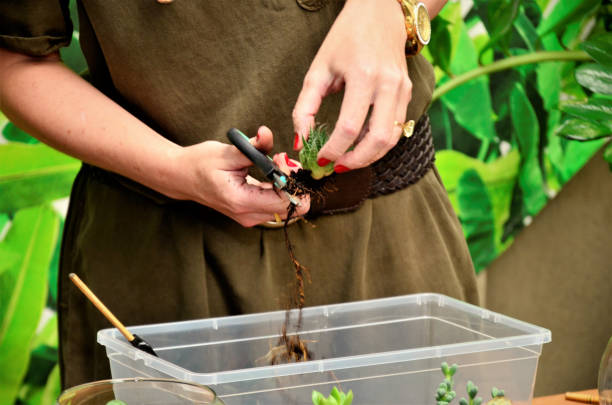 istock Cutting the over juicy root 1387156705
