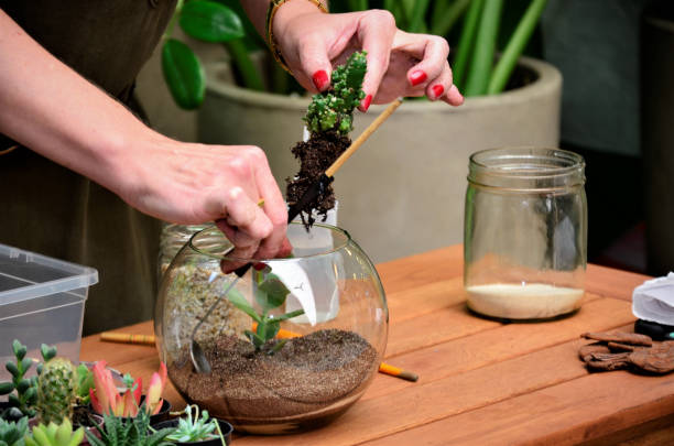 istock Straightening the land for cactus planting in the terrary 1387156708