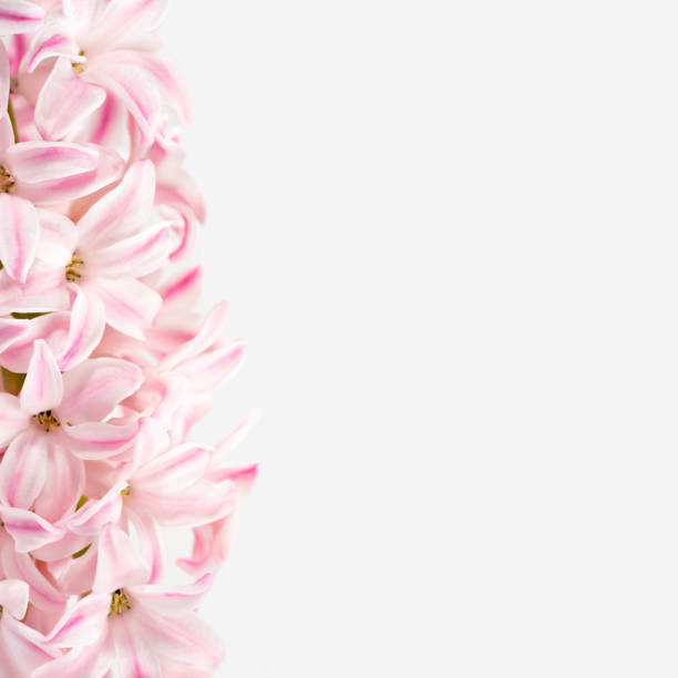 Flowers composition. Pink, rose quartz hyacinth on a white background. Concept spring postcard, greeting card wedding, birthday, mother's day, women's day. Flat lay, copy space, close up, square. composición de flores. jacinto rosado de cuarzo rosa sobre fondo blanco. concepto de postal de primavera, tarjeta de felicitación boda, cumpleaños, día de la madre, día de la mujer. colocación plana, espacio de copia, primer plano, cuadrado