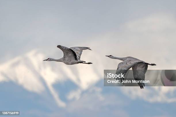 With Nearby Big Storm Two Sandhill Cranes Taking Flight In High Winds At Monte Vista Wildlife Refuge Stock Photo - Download Image Now
