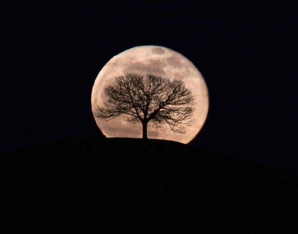 Full Moon and tree The rising full moon eclipsed by an ancient Sycamore tree in Somerset, England - no image manipulation silhouette of a sycamore tree stock pictures, royalty-free photos & images
