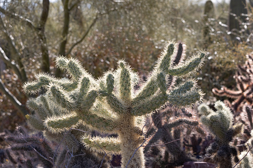 Cholla cactus in the desert