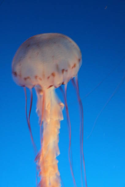 purple striped jelly jellyfish - scyphozoan imagens e fotografias de stock