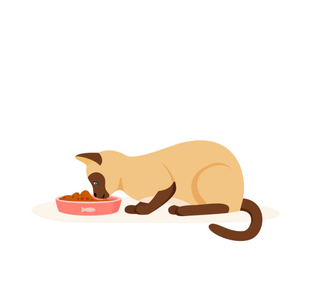 głodny kot jedzący jedzenie z miski. kot domowy syjamski o dobrym apetycie. karmienie zwierząt domowych krokietami lub mokrą karmą. wektor płaski - domestic cat animals feeding pet food food stock illustrations