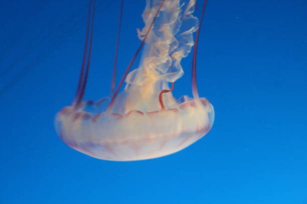 purple striped jelly jellyfish - scyphozoan imagens e fotografias de stock