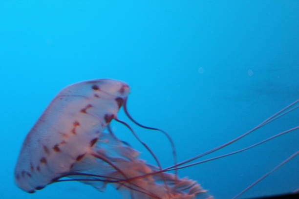água-viva listrada roxa - scyphozoan - fotografias e filmes do acervo
