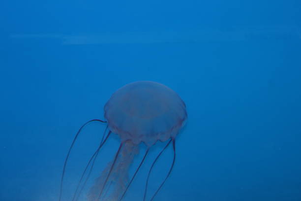 purple striped jelly jellyfish - scyphozoan imagens e fotografias de stock