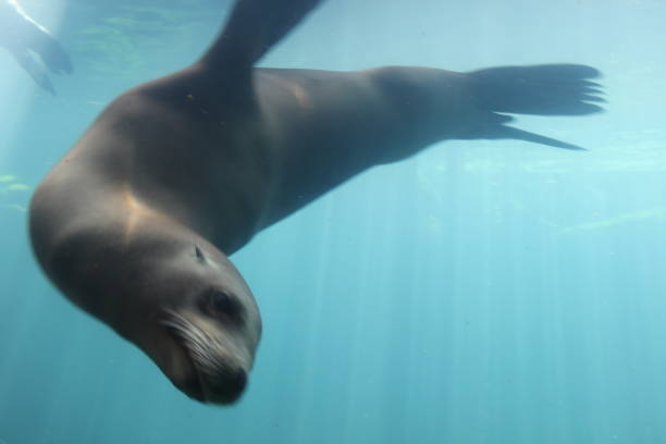 istock California Sea Lion 1387160404