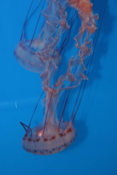 보라색 줄무늬 해파리 - scyphozoan 뉴스 사진 이미지