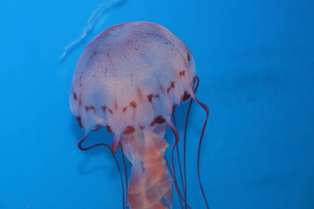 purple striped jelly jellyfish - scyphozoan imagens e fotografias de stock