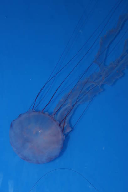 medusa a strisce viola - scyphozoan foto e immagini stock