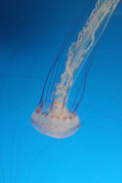 medusa a strisce viola - scyphozoan foto e immagini stock