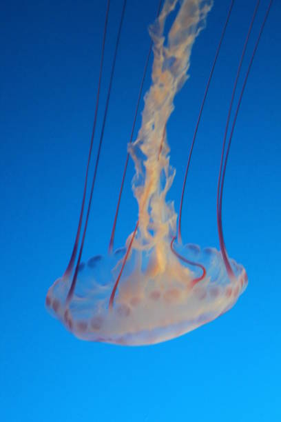 purple striped jelly jellyfish - scyphozoan imagens e fotografias de stock