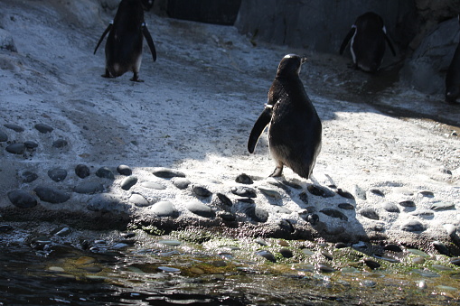 Magellan Penguin.