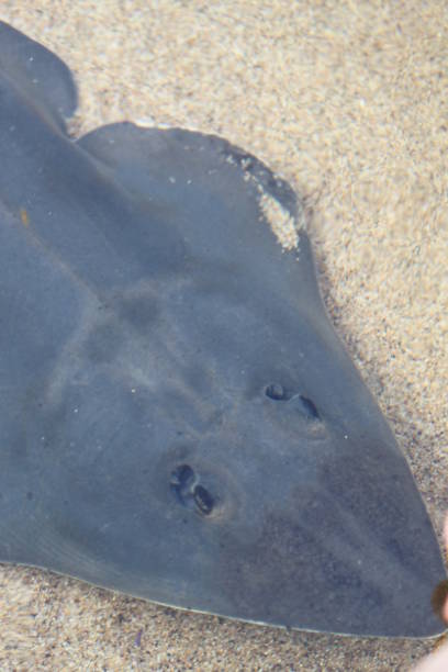 istock Stingray California Thornback Ray 1387161353