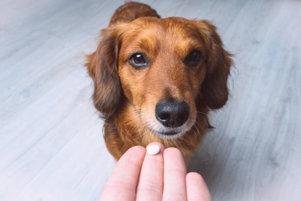 dueño que le da medicamentos en una píldora a su perro enfermo. medicamentos y vitaminas para mascotas. pastillas para animales. - capsule pill medicine antibiotic fotografías e imágenes de stock