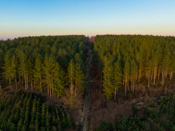 Aerial view of path through forest at sunset stock photo