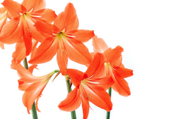 Hippeastrum rutilum in full blooming