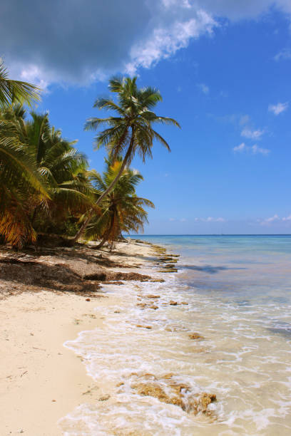 istock Caribbean Beach with Palm Trees 1387164944