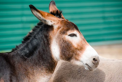 live donkey profile head portrait close up dark light orange color love in Ukraine
