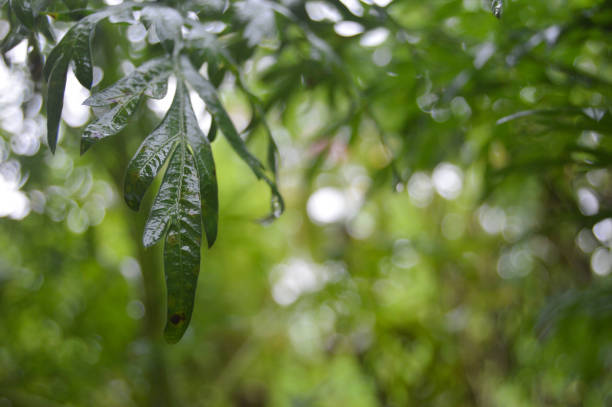 istock green leaves that look wet with rainwater. 1387167199
