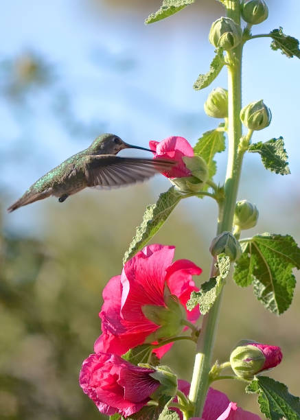 istock Hummingbird feeding on Flower Stalk 1387168586