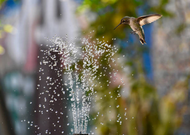 A Costa's hummingbird at a backyard feeder in the winter in the Sonoran Desert region of Arizona.