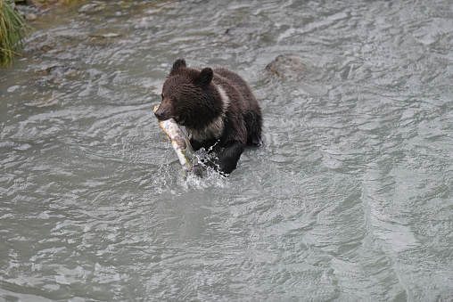 Grizzly bear wading, swimming, exploring the Lamar river in the Yellowstone Ecosystem of western USA in North America. Nearest cities are Denver, Colorado, Salt Lake City, Jackson, Wyoming, Gardiner, Cooke City, Bozeman, and Billings, Montana,