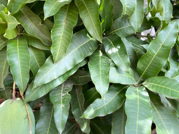 istock Lush foliage of mango 1387169375