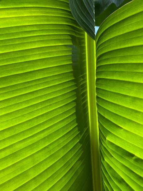istock High angle view of green banana leaf. 1387169501