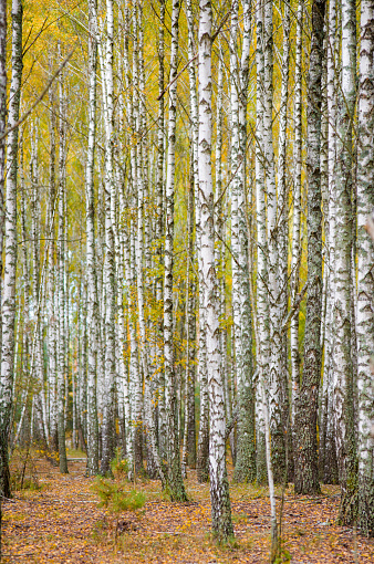 birch grove with many beautiful trees love beautiful of Ukraine