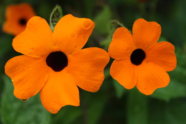 istock Beautiful Yellow local flower closeup 1387170315