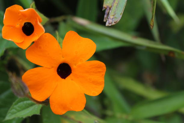 istock Beautiful Yellow local flower closeup 1387170321