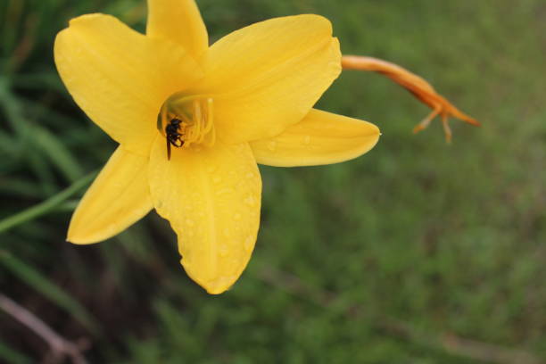 istock Beautiful yellow flower and bees 1387170456