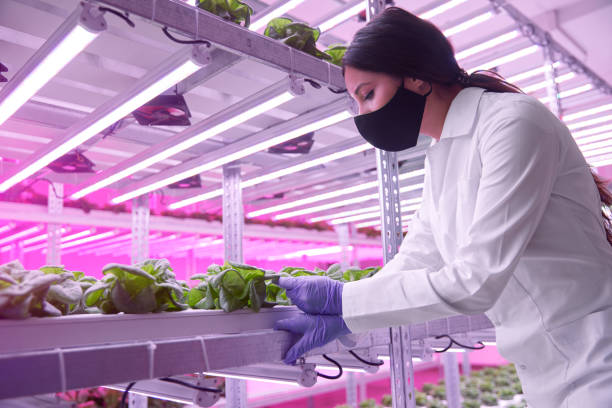 istock Biologist checking plants in greenhouse 1387172393