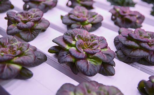 High angle of fresh lettuce growing in containers in modern hothouse under ultraviolet illumination on farm