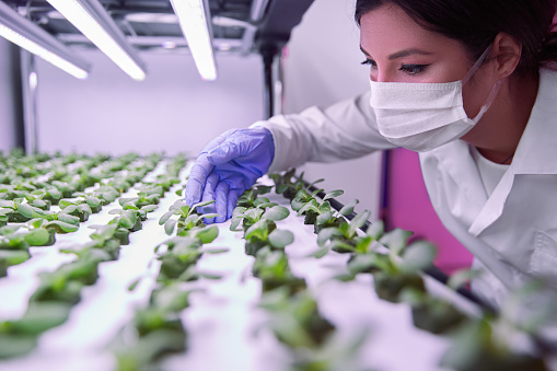 Crop concentrated young female scientist in white robe and protective mask checking sprouts of green lettuce during work in hydroponic greenhouse