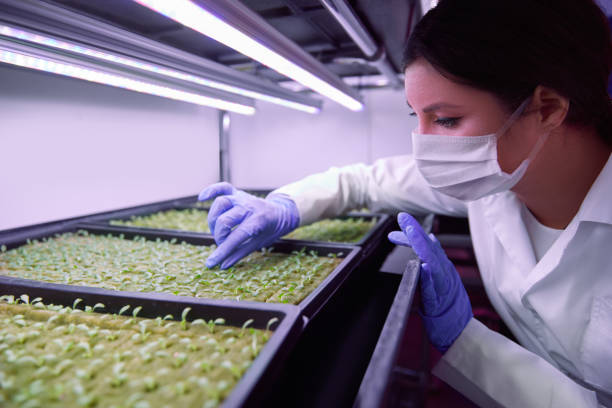 femme biologiste travaillant avec des semis en laboratoire - food laboratory plant biology photos et images de collection