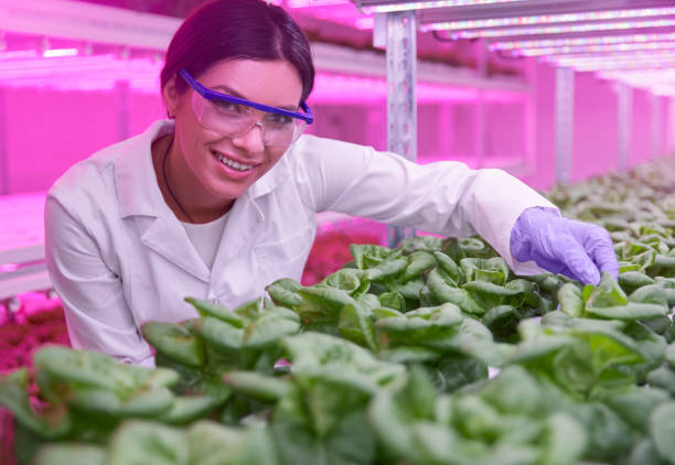 улыбающийся ученый салат в теплице с ультрафиолетовым светом - hydroponics laboratory agriculture vegetable стоковые фото и изображения