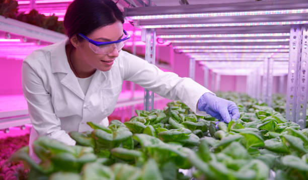 istock Researcher examining plants in laboratory 1387172428