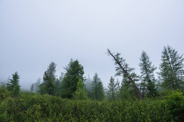 Free Stock Photo of Dense Forest With Trees Under Cloudy Sky | Download ...