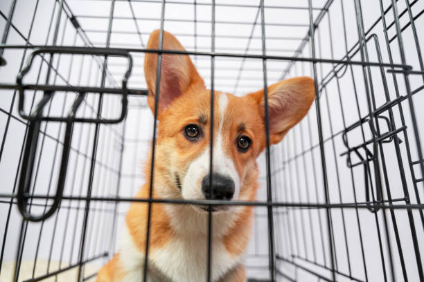 istock Poor welsh corgi Pembroke puppy sits in a cage as punishment for bad behavior or while owner is not at home. Equipment for safe transportation of pets. Stray dog in shelter. 1387172670