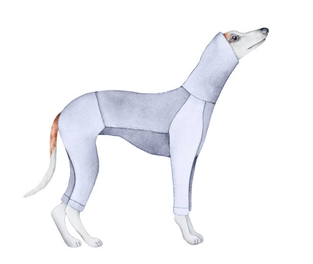 illustrations, cliparts, dessins animés et icônes de dessin à l’aquarelle d’un beau personnage de chien vêtu d’un costume textile gris clair stylisé. - dog greyhound whippet isolated