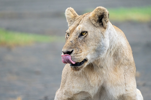 Lion (Panthera leo) female head shot. Ndutu region of Ngorongoro Conservation Area, Tanzania, Africa