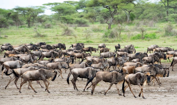 istock Wildebeest Herd on the African Savannah 1387178835