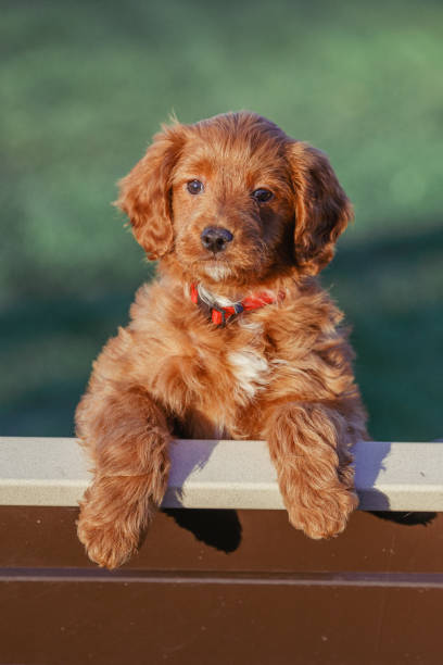 istock Red Goldendoodles Puppies 1387178962