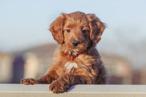 istock Red Goldendoodles Puppies 1387178963