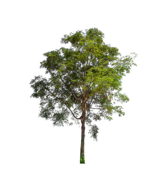 istock Trees that are isolated on a white background are suitable for both printing and web pages 1387179581
