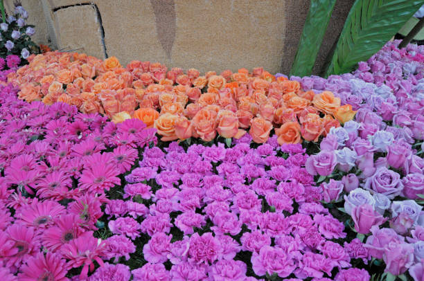 istock Peach and Violet Roses 1387179823